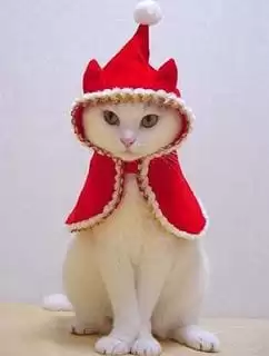 kitten christmas outfits 13