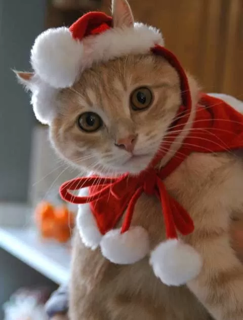 kitten christmas outfits 16