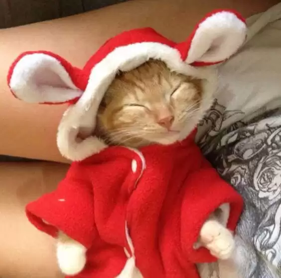 kitten christmas outfits 21