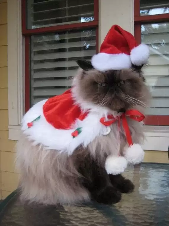 kitten christmas outfits 18