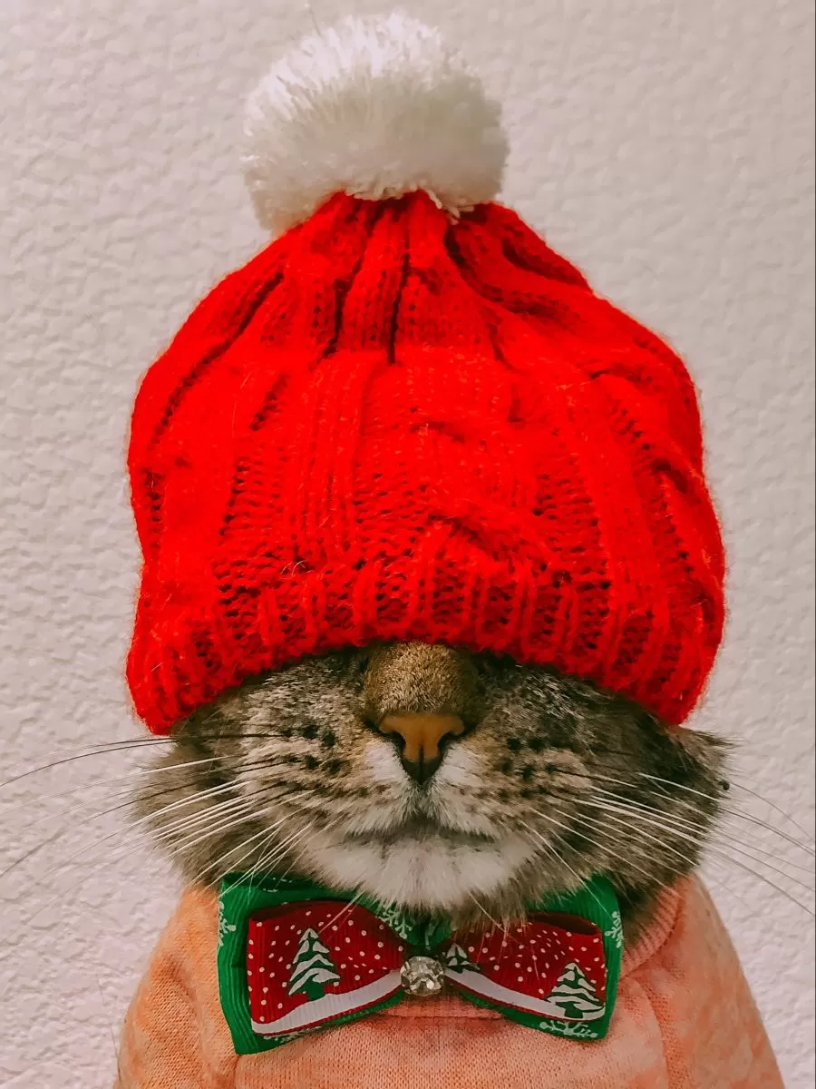 kitten christmas outfits 4