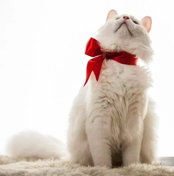 Kittens' Christmas Outfits 1