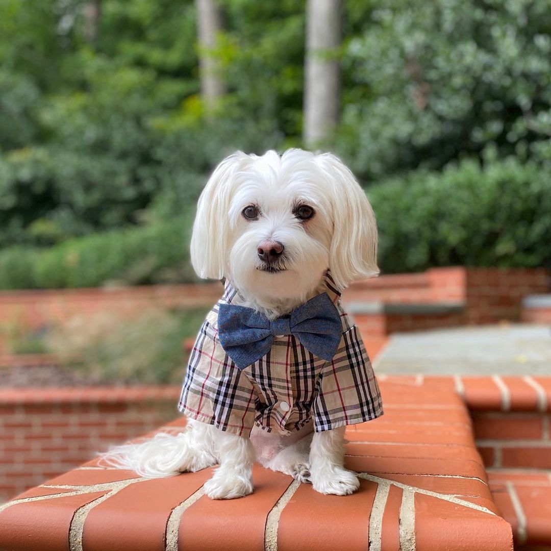 15 Best Dog Christmas Outfit Ideas